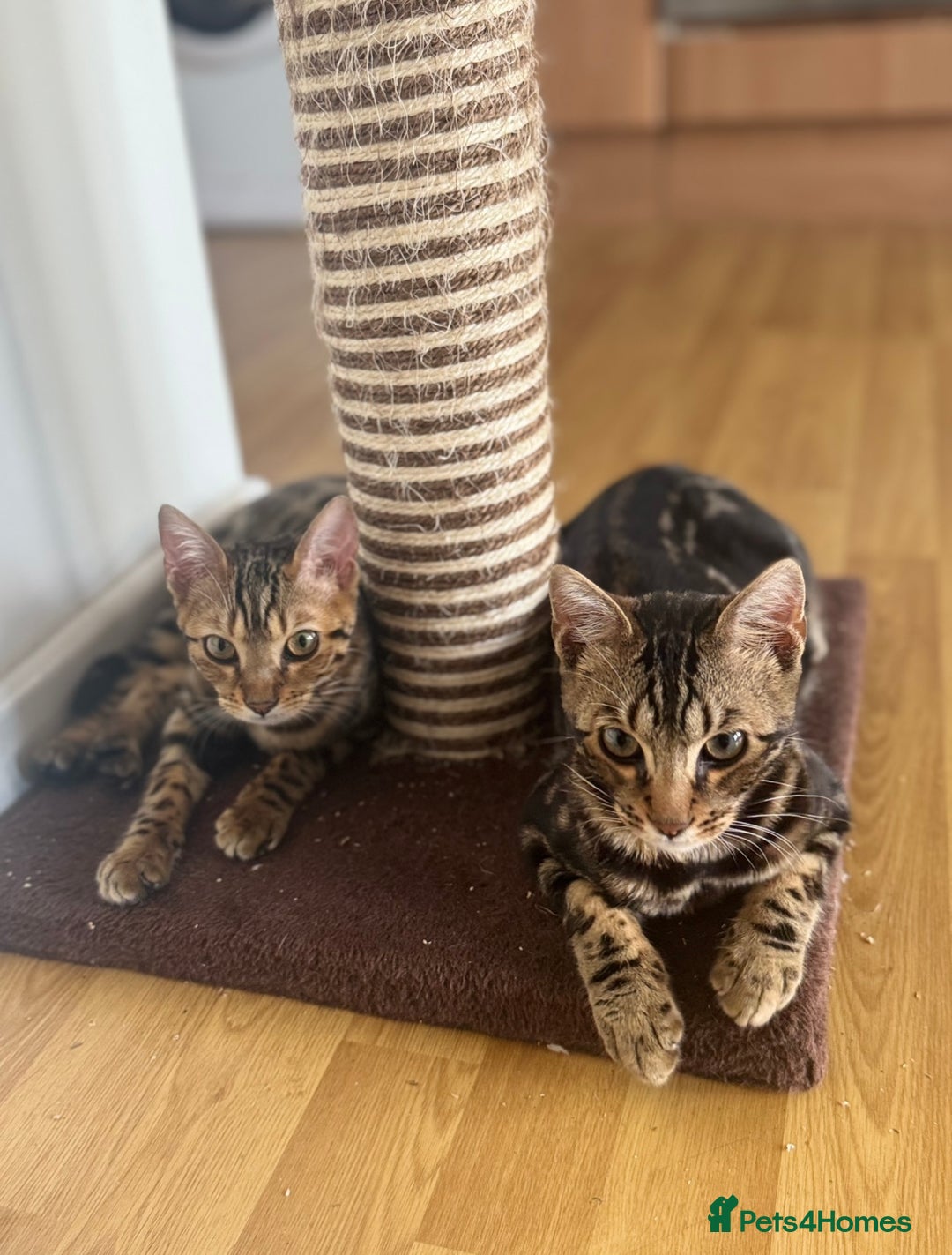 Bengal cats for sale: 2 beautiful Bengal kittens for forever home - Image 2