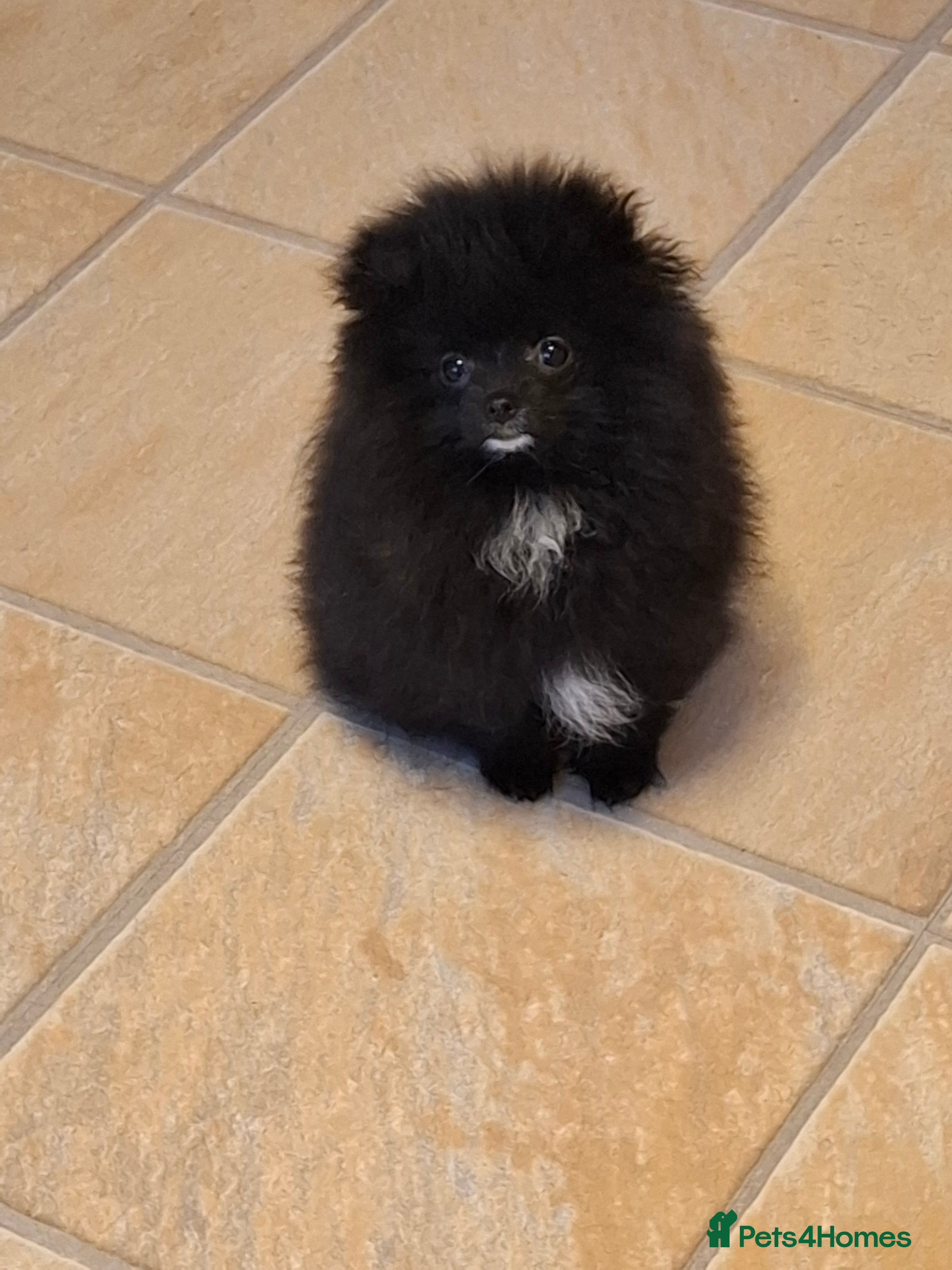 Pomeranian dogs Ready to travel to new home 🏡  - Advert 7