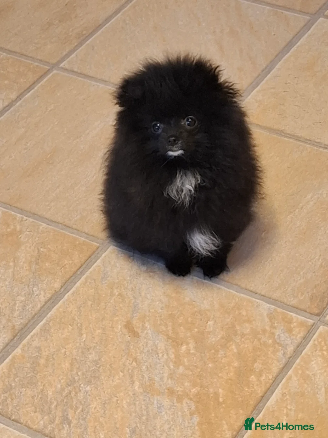 Pomeranian dogs for sale: Ready to travel to new home 🏡  - Advert 1