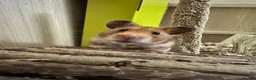 Hamster rodents for sale: Female Syrian hamster  in Manchester - Advert 2
