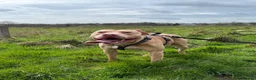 American Bull Staffy dogs for stud: Stud only  in Nottingham - Advert 4