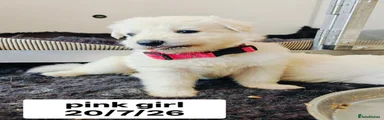 Pink collar girl