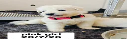 White Swiss Shepherd dogs for sale: Stunning KC reg long-coated White Swiss Shepherd - Advert 14