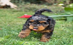 Mixed Breed dogs for sale:  Unique Merle Double Doodle Ready from 9th August - Image 8