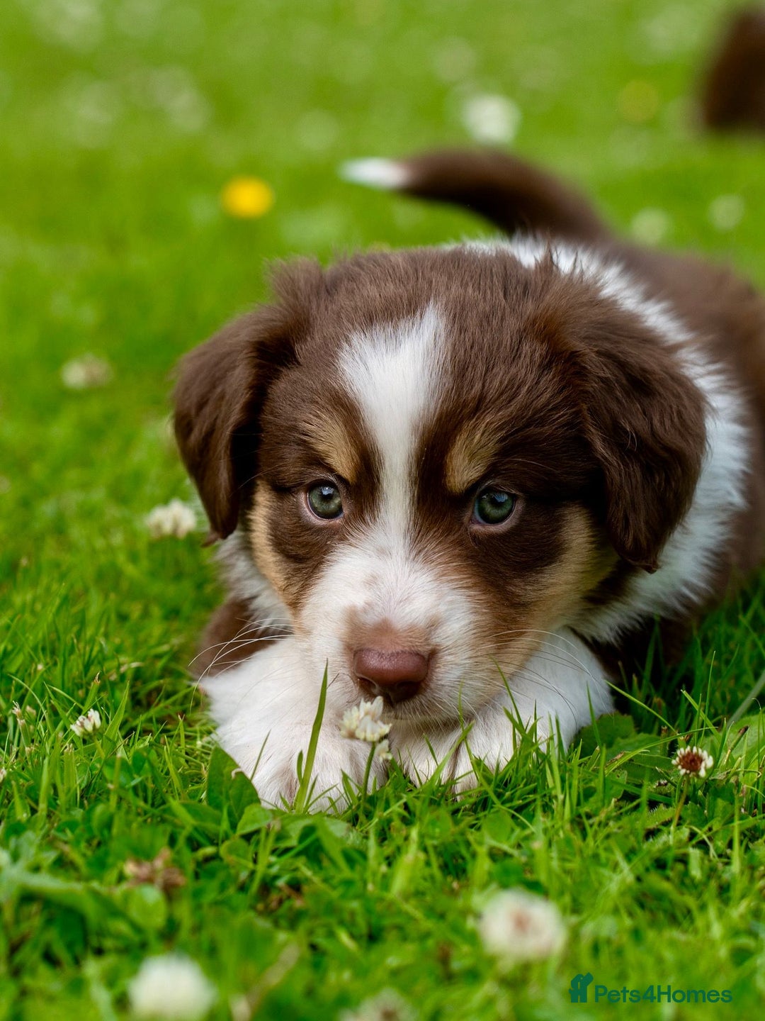 Miniature American Shepherd dogs for sale: Purebred Miniature American Shepherd Pups For Sale - Image 12