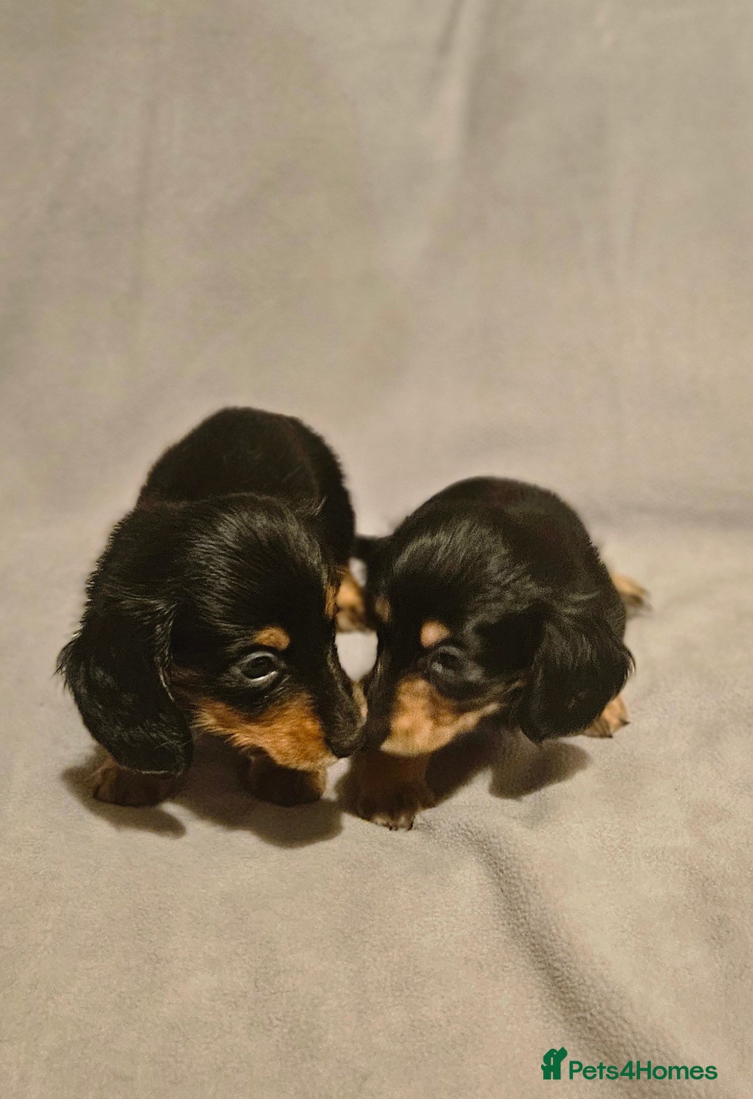 Miniature Dachshund dogs for sale: Longhaired miniature puppies - Advert 10
