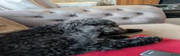 Cockapoo dogs for sale: 7 month old cockapoo black female  in Warrington - Advert 5