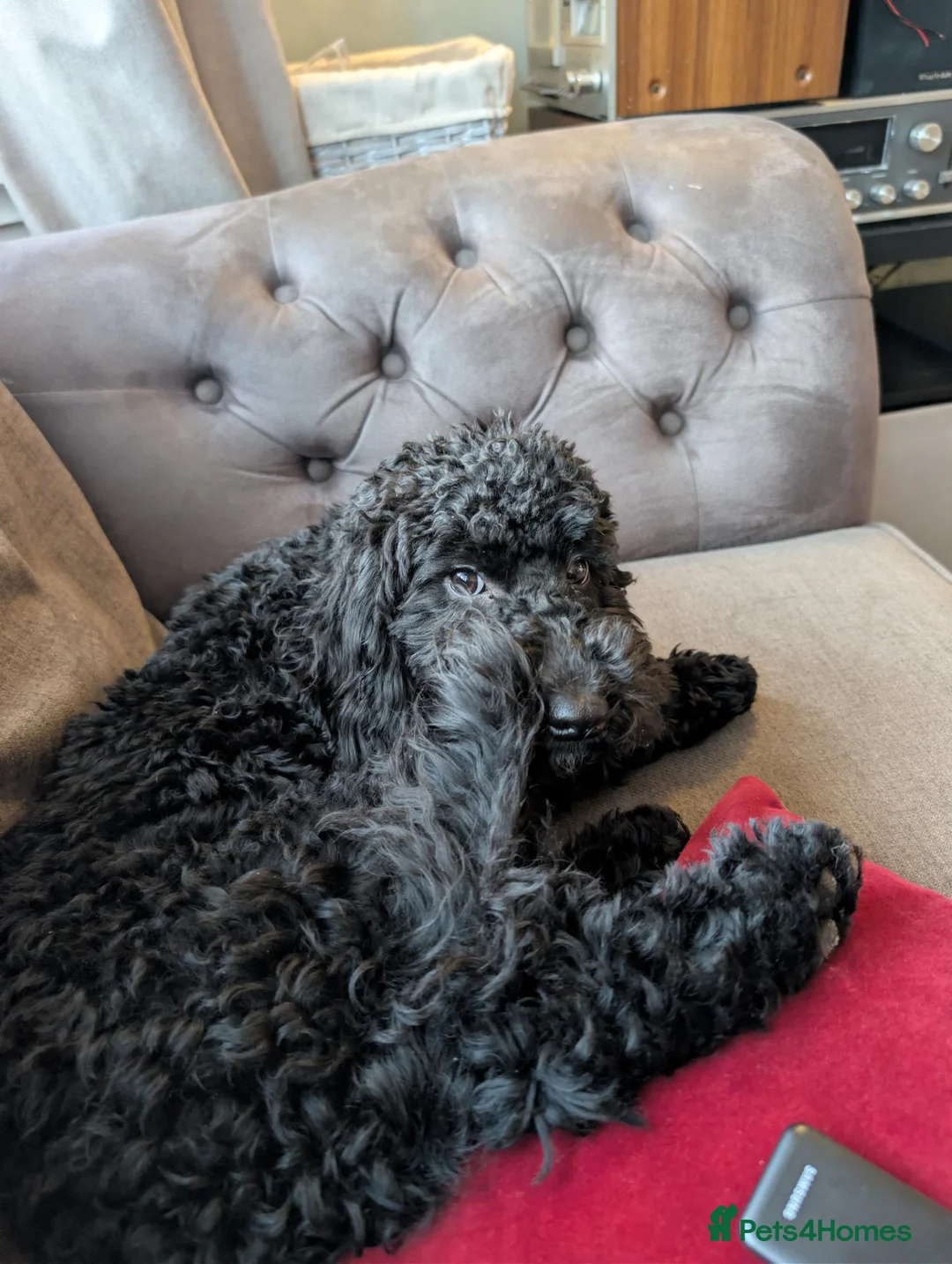 Cockapoo dogs for sale: 7 month old cockapoo black female  in Warrington - Advert 5