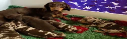 Miniature Dachshund dogs for sale: KC REGISTERED PRA clear  Chocolate dapple & tan - Advert 2