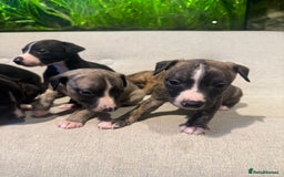 Whippet dogs for sale: KC Registered Whippet Puppies - Image 2