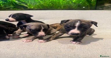 Whippet dogs - Advert 12