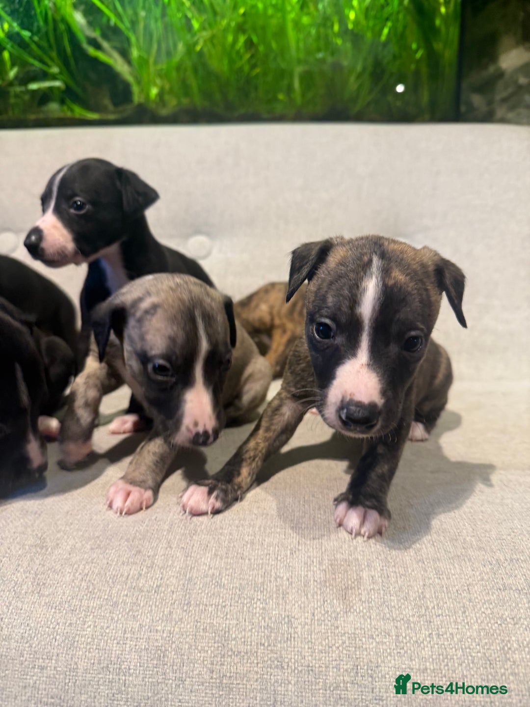 Whippet dogs for sale: KC Registered Whippet Puppies - Image 2