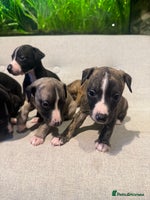 Whippet dogs - Advert 8