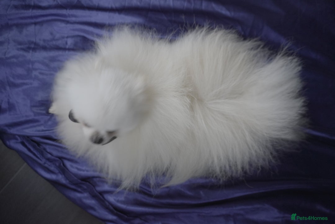 Pomeranian dogs for stud: White Pomeranian KC Registered CHAMPION Bloodlines in Manchester - Advert 2