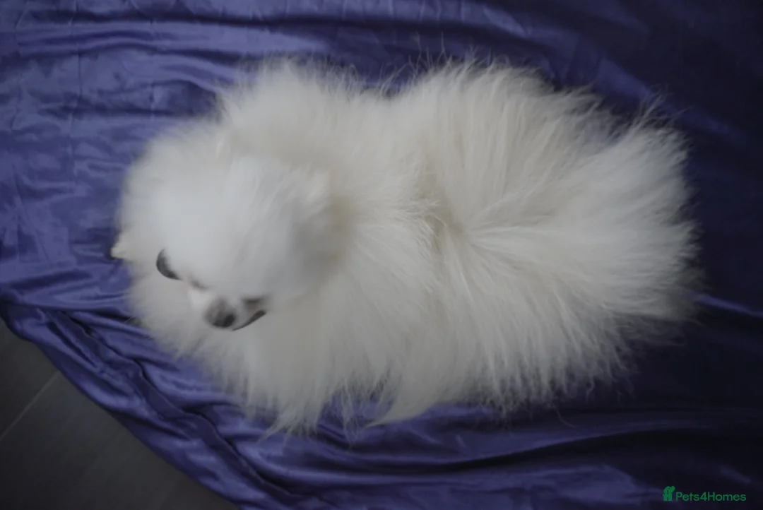 Pomeranian dogs for stud: White Pomeranian KC Registered CHAMPION Bloodlines in Manchester - Advert 2