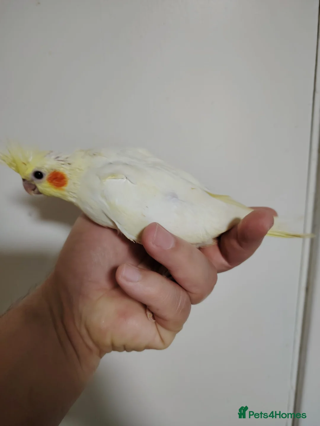 Cockatiels birds for sale: Hand reared and tame baby cockatiels - Advert 2