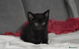 Domestic Shorthair cats for sale: Kittens - Image 5
