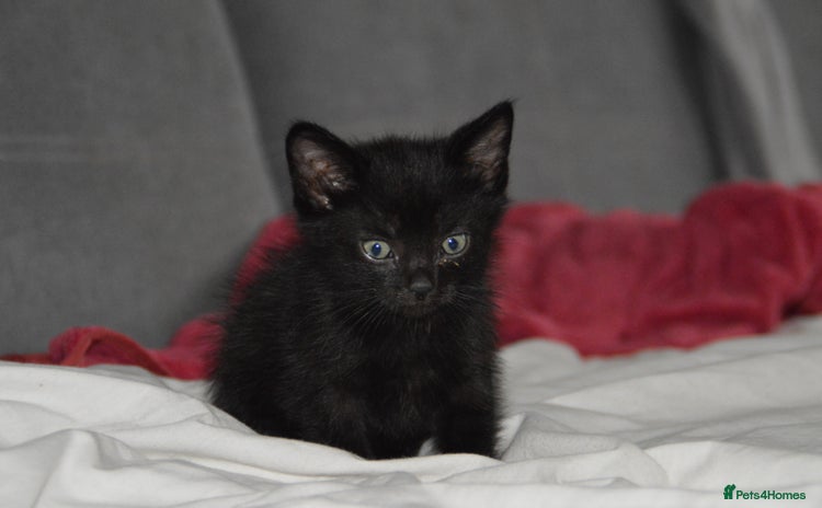 Domestic Shorthair cats - Advert 4