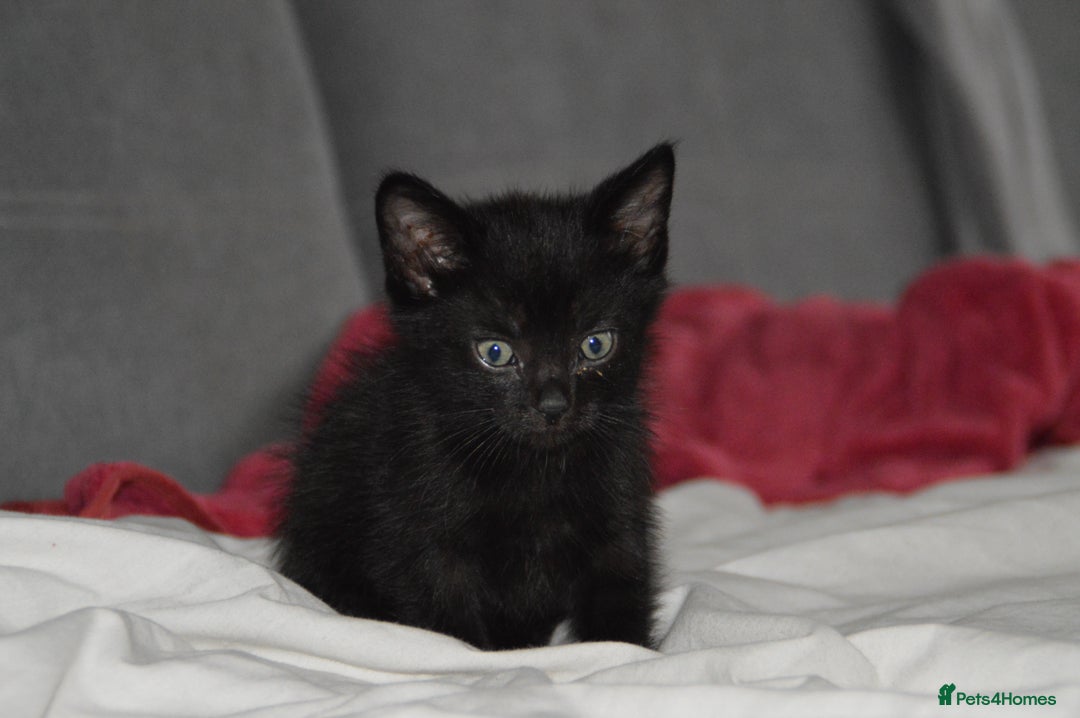 Domestic Shorthair cats for sale: Kittens - Image 5