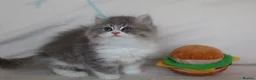 Persian cats for sale: Fluffy Adorable Persian Kittens–Ready to Go Now - Advert 18