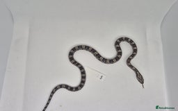 Corn Snake reptiles for sale: Corn snake hatchlings  - Image 7