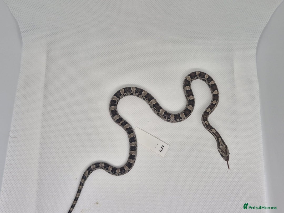 Corn Snake reptiles for sale: Corn snake hatchlings  - Image 7