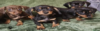 Dachshund Puppy 1