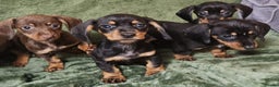 Dachshund dogs for sale: Miniature Dachshund puppies (2 left) - Advert 3