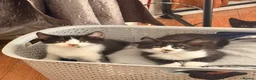 British Shorthair cats for sale: 4 black + white female kittens - Advert 1
