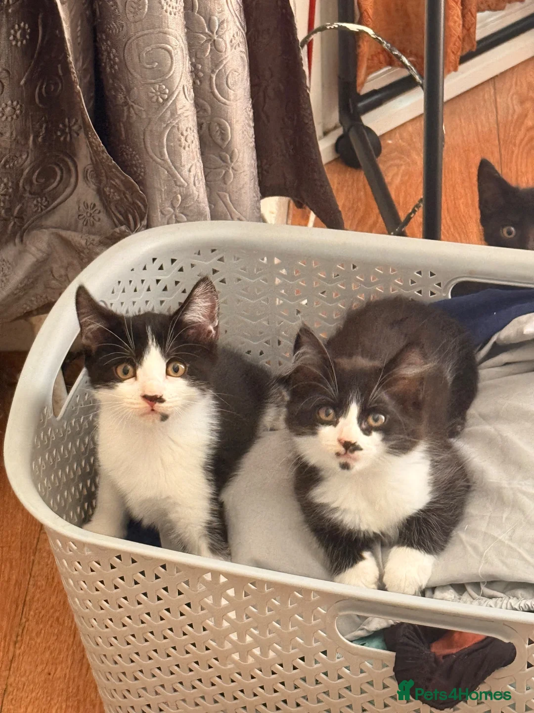 British Shorthair cats for sale: 4 black + white female kittens - Advert 1