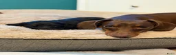Miniature Dachshund dogs for sale: 1 Longhaired Miniature Dachshund Male - Advert 10