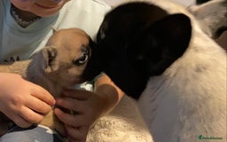 French Bulldog dogs for sale: KC reg pure French Bulldog puppies - Image 6