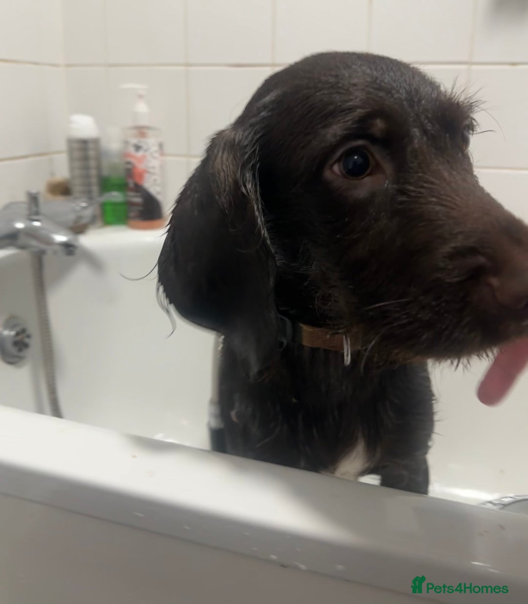 Mixed Breed dogs for sale: Springer spaniel puppy  - Advert 4