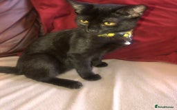Mixed Breed cats for sale: Cute female kitten - Image 4