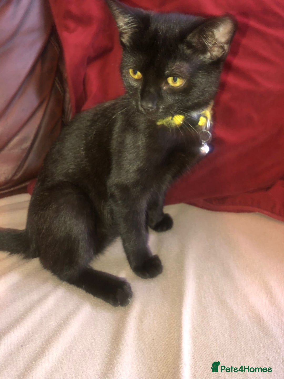 Mixed Breed cats for sale: Cute female kitten - Image 4