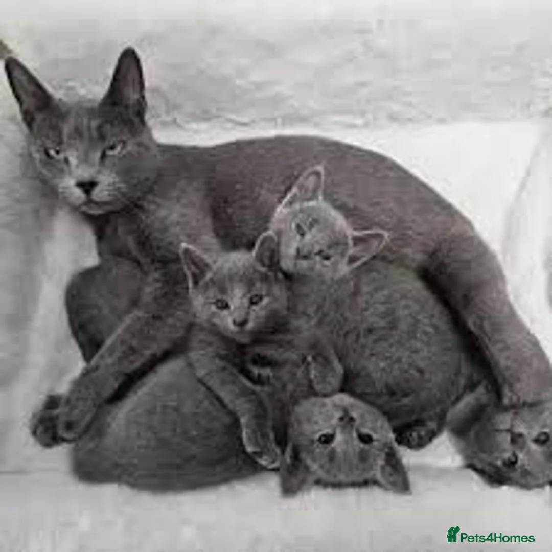 Russian Blue cats for sale: beautiful russian blue kittens - Advert 2