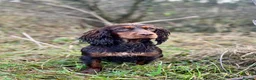 Cocker Spaniel dogs for sale: KC HEALTH TESTED COCKER SPANIEL  - Advert 1