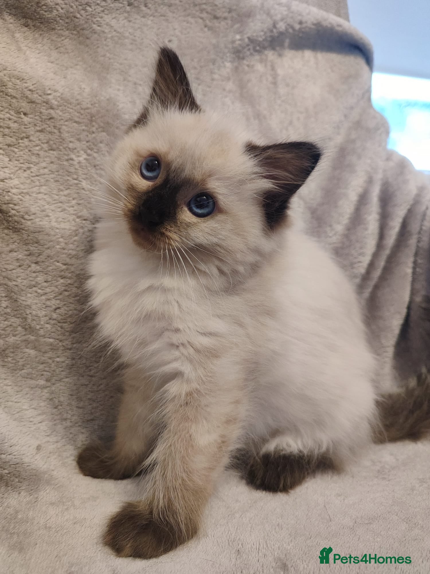 Ragdoll cats 💙Rare Seal Point Purebred Ragdoll Kitten💙  - Advert 1