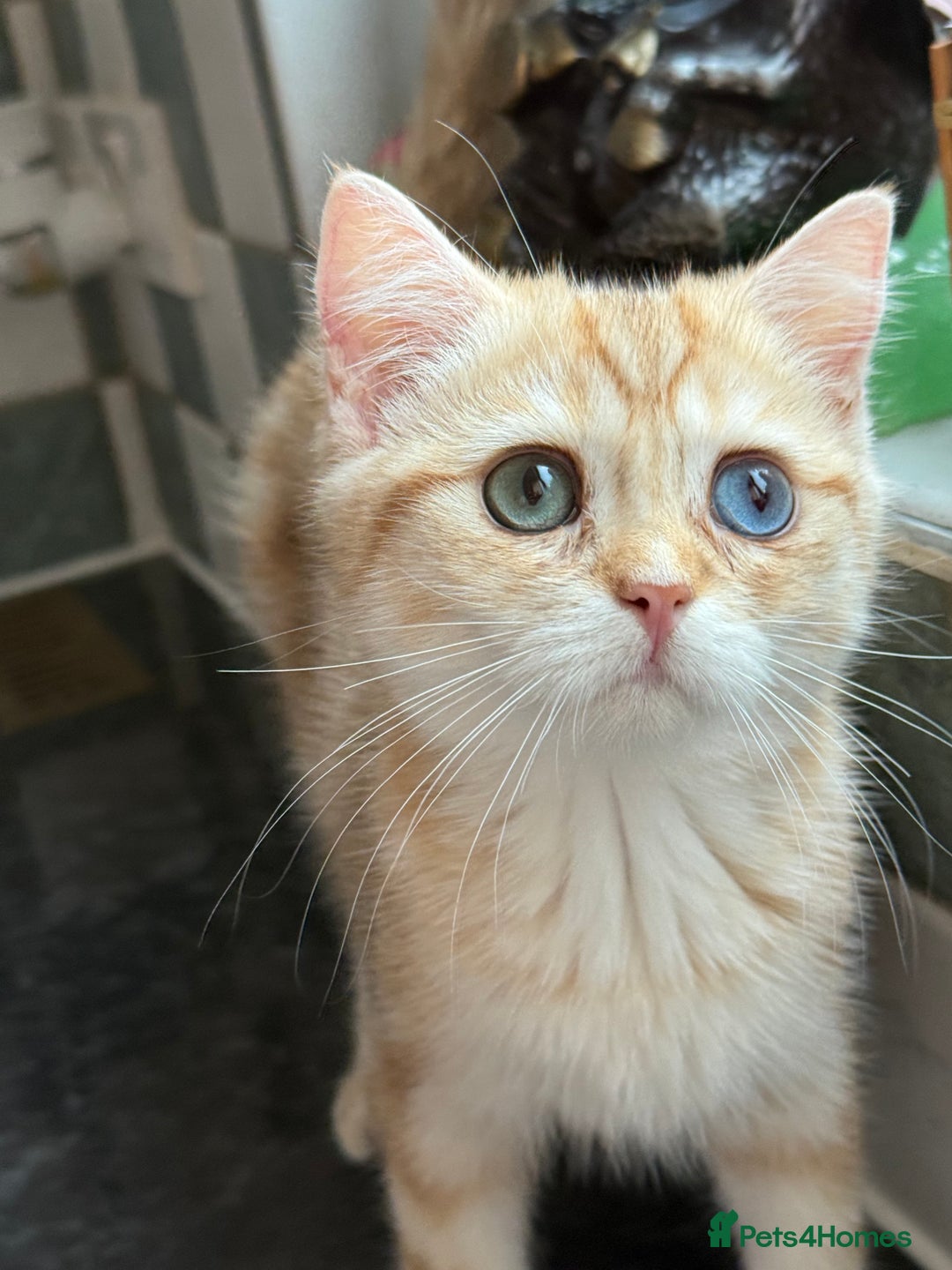 British Shorthair cats for sale: GCCF reg BSH Chocolate Golden Odd Eyes Last Male in London - Image 26