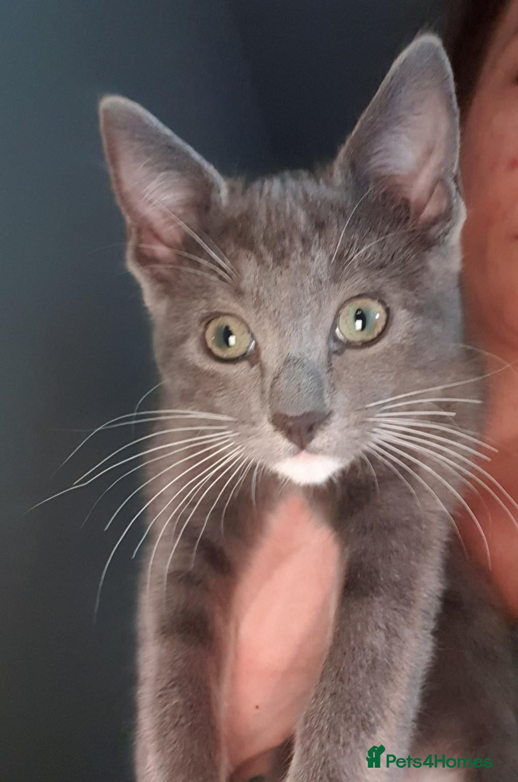 Mixed Breed cats ***WINONA - VERY LAST KITTEN LEFT!!!*** - Advert 19