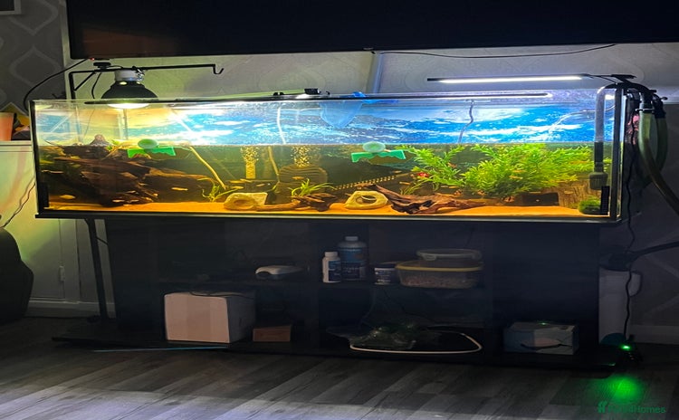 Turtle reptiles - Advert 1