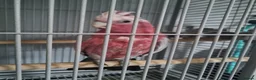 Cockatoo birds for sale: Galah cockatoo  - Advert 5