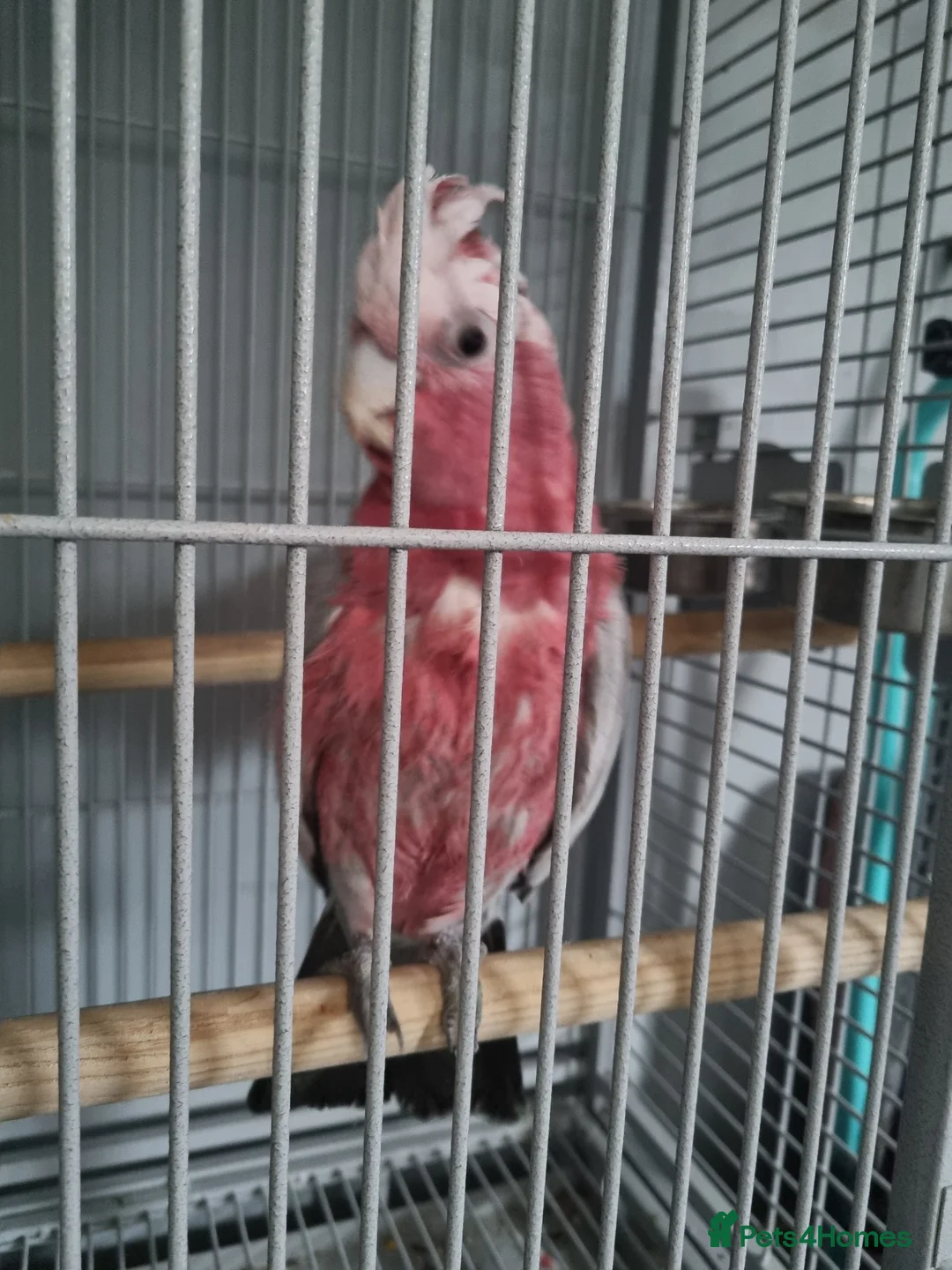 Cockatoo birds for sale: Galah cockatoo  - Advert 5