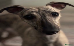 Whippet dogs for sale: Adorable KC reg Whippet puppies 🩷💙 - Image 11