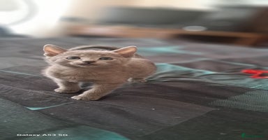 Russian Blue cats - Advert 4