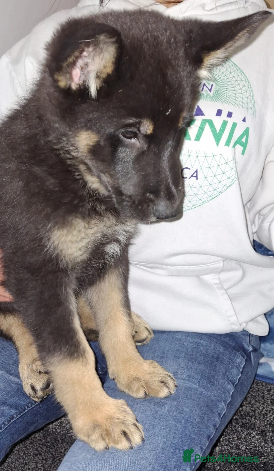 German Shepherd dogs for sale: Gorgeous German Shepherd Puppy in Bradford - Advert 11