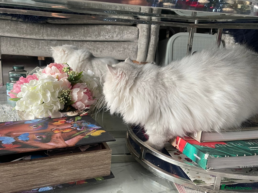 Persian cats for sale: Silver Persian chinchilla kittens  - Advert 11