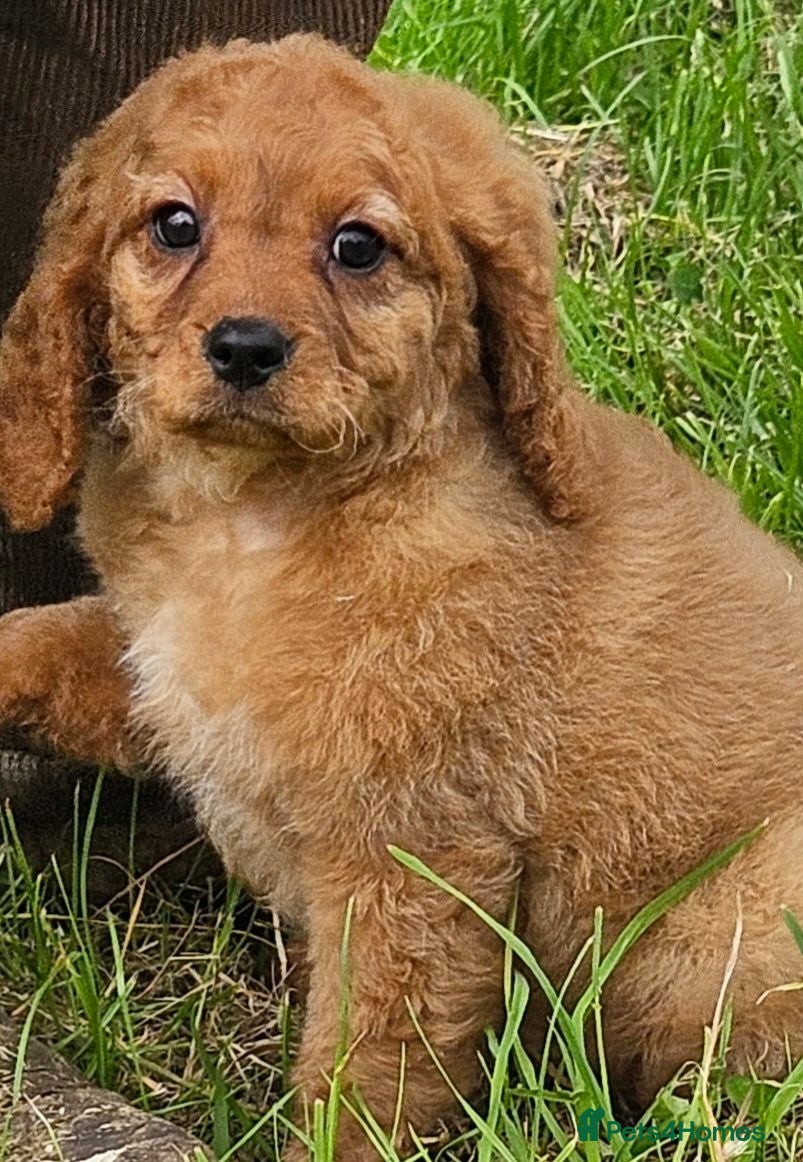 Cavapoo dogs 1 lovely cavapoo male puppies for sale  - Advert 14