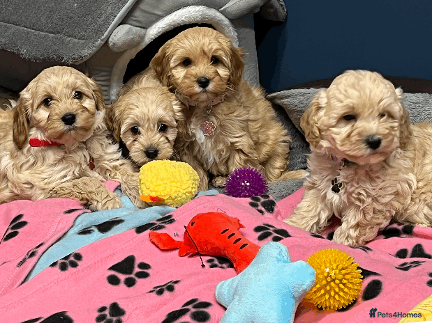 Cavapoochon dogs Cavapoochon puppies ready for new forever home💕 - Advert 1