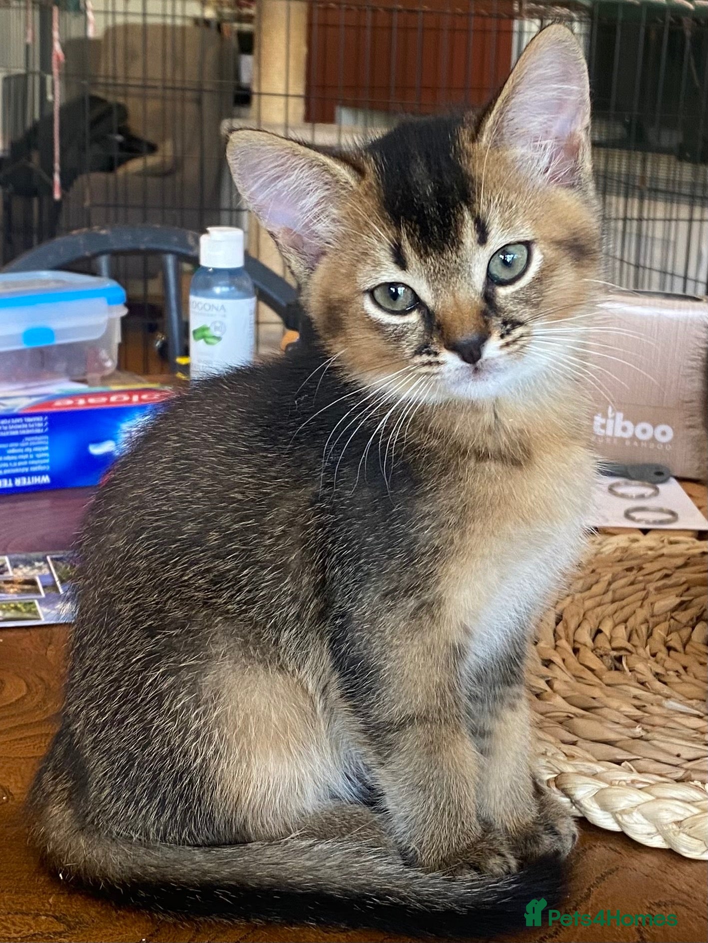 Abyssinian cats Four 3/4 Abyssinian 1/4 British shorthair kittens - Advert 1